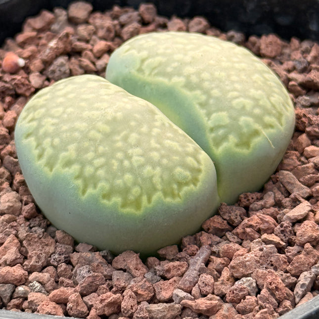 Lithops lesliei ‘Inca Gold’ o36B