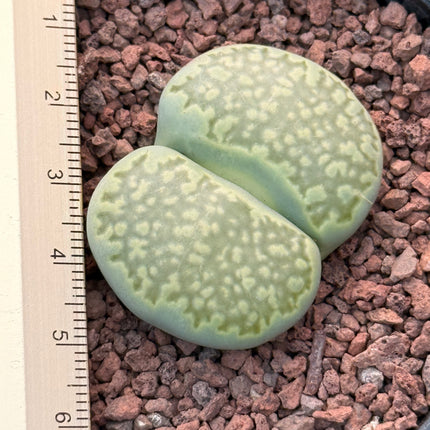 Lithops lesliei ‘Inca Gold’ o36B