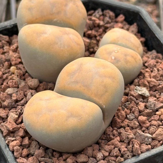 Lithops karasmontana subsp. karasmontana var. signalberg c065