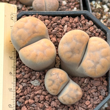 Lithops karasmontana subsp. karasmontana var. signalberg c065
