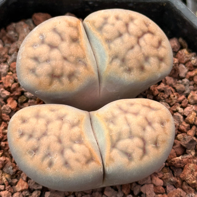 Lithops karasmontana subsp. eberlanzii c369