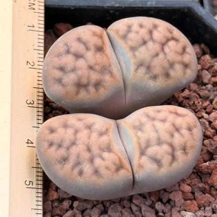 Lithops karasmontana subsp. eberlanzii c369