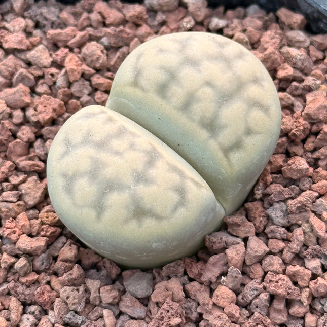 Lithops karasmontana C065