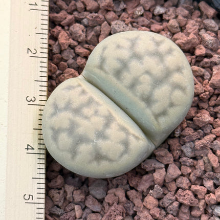 Lithops karasmontana C065
