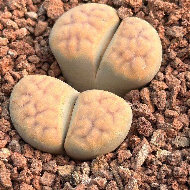 Lithops karasmontana subsp. karasmontana var. aiaisensis c224