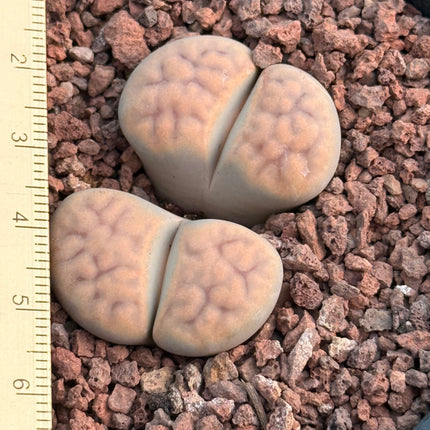 Lithops karasmontana subsp. karasmontana var. aiaisensis c224