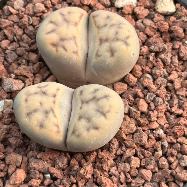 Lithops karasmontana subsp. eberlanzii c209