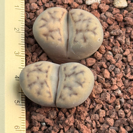 Lithops karasmontana subsp. eberlanzii c209