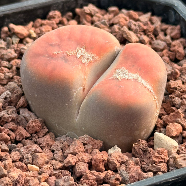 Lithops karasmontana subsp. karasmontana var. tischeri