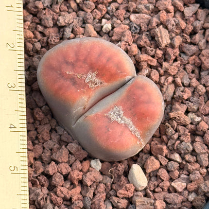 Lithops karasmontana subsp. karasmontana var. tischeri