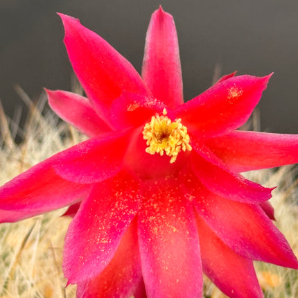 Matucana haynei