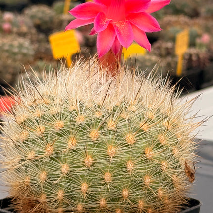 Matucana haynei