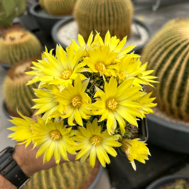 Mammillaria longimamma