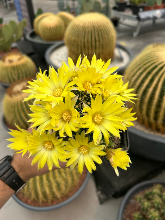 Mammillaria longimamma