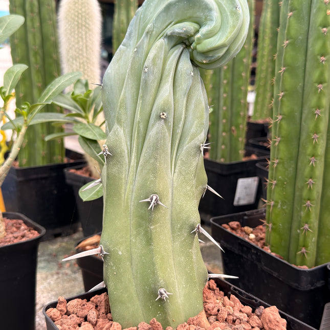Myrtillocactus geometrizans f. cristata | Garambullo Enrollado