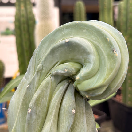 Myrtillocactus geometrizans f. cristata | Garambullo Enrollado