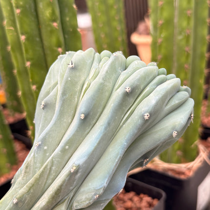Myrtillocactus geometrizans f. cristata | Garambullo Enrollado