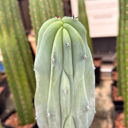 Myrtillocactus geometrizans f. cristata | Garambullo Enrollado