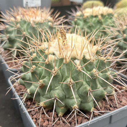 Thelocactus nidulans