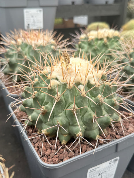 Thelocactus nidulans