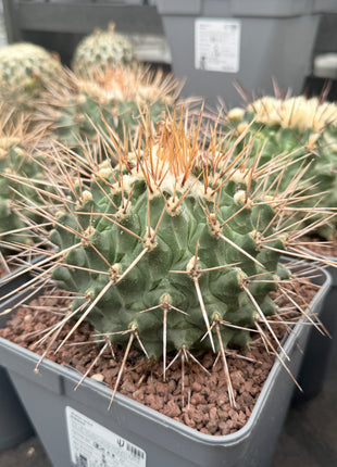 Thelocactus nidulans