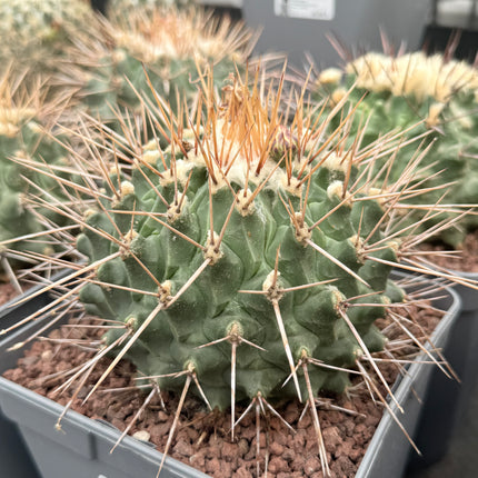 Thelocactus nidulans