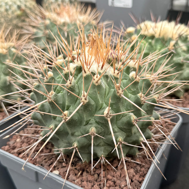 Thelocactus nidulans