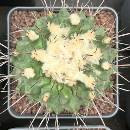 Thelocactus nidulans
