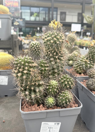Smaragd-Copiapoa