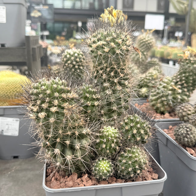 Copiapoa esmeraldana