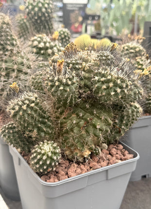 Smaragd-Copiapoa