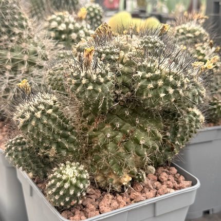 Smaragd-Copiapoa