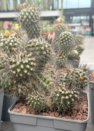 Smaragd-Copiapoa