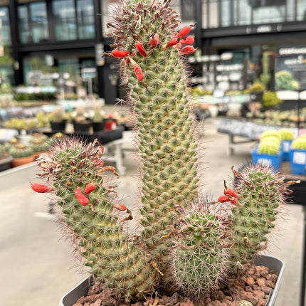 Mammillaria x Cochemiea