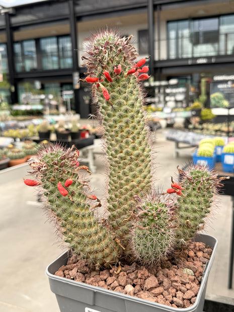 Mammillaria x Cochemiea