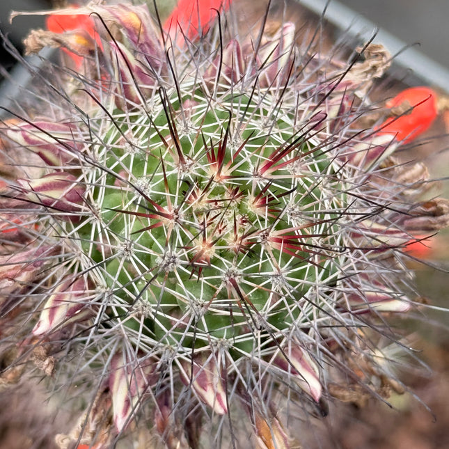 Mammillaria x Cochemiea