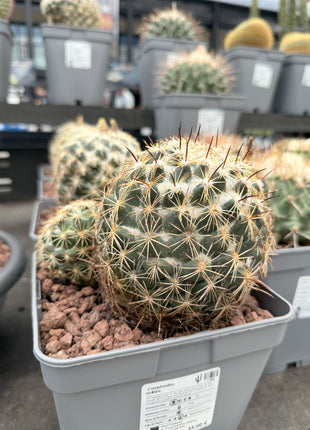 Coryphantha radians