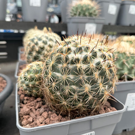 Coryphantha radians