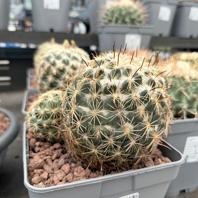 Coryphantha radians