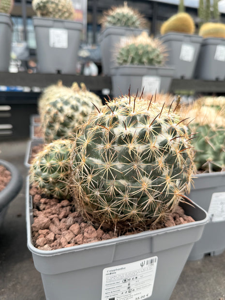 Coryphantha radians