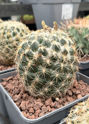 Coryphantha radians