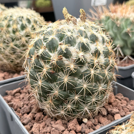 Coryphantha radians