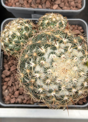 Coryphantha radians