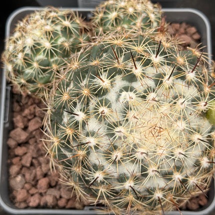 Coryphantha radians