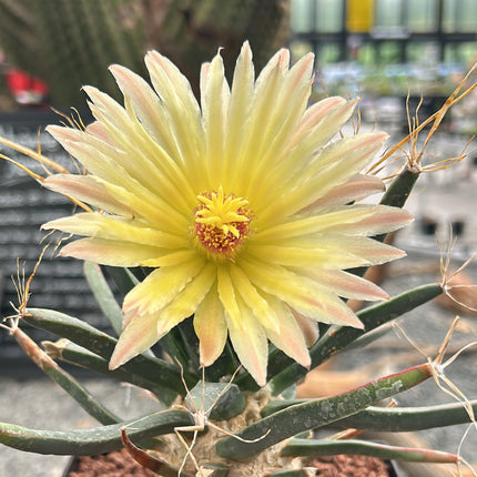 Leuchtenbergia principis