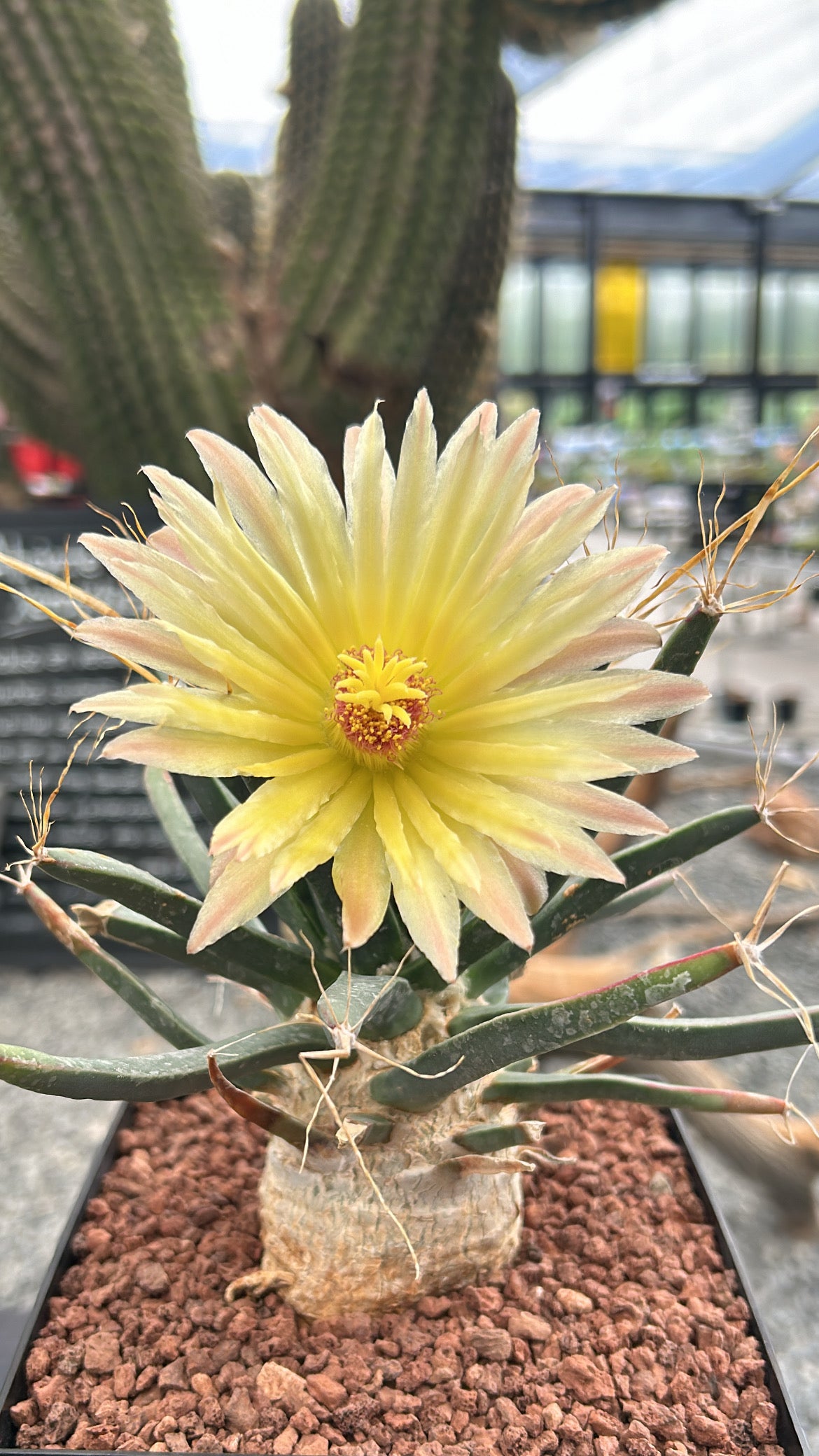 Leuchtenbergia principis