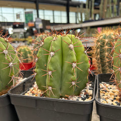 Collection image for: TRICHOCEREUS