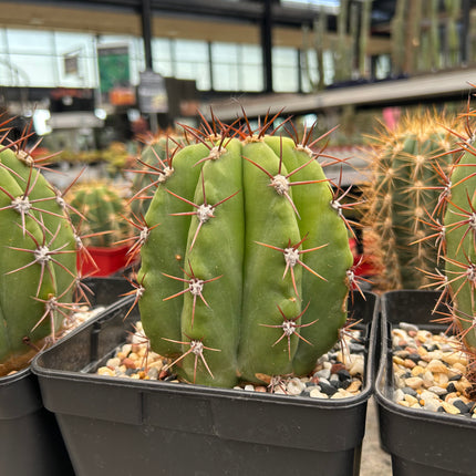 Trichocereus atacamensis subsp. pasacana