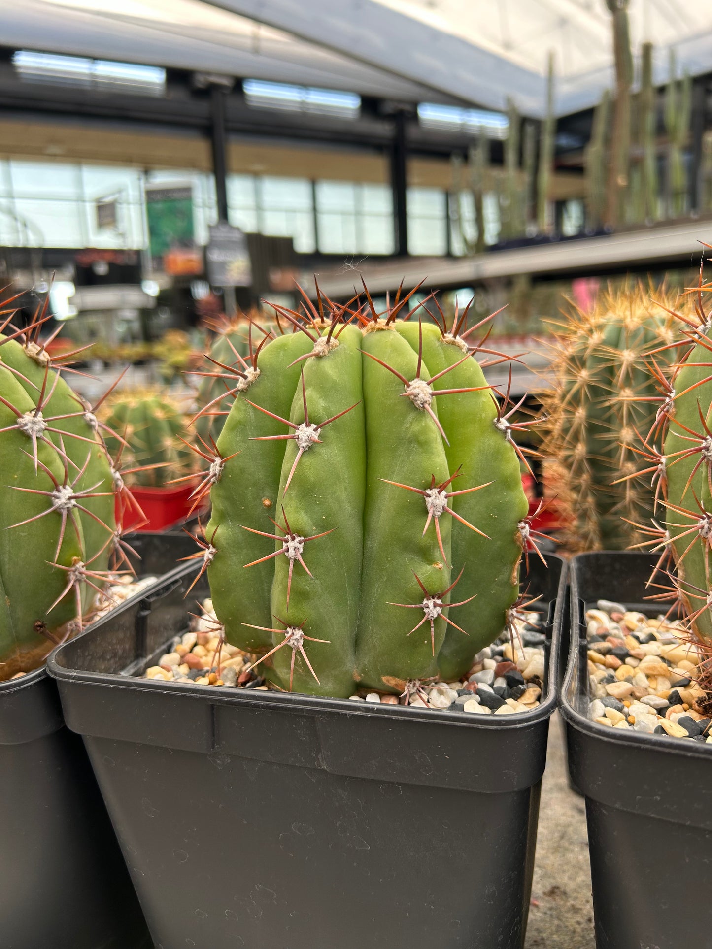 Trichocereus Atacamensis subsp. passacaglia