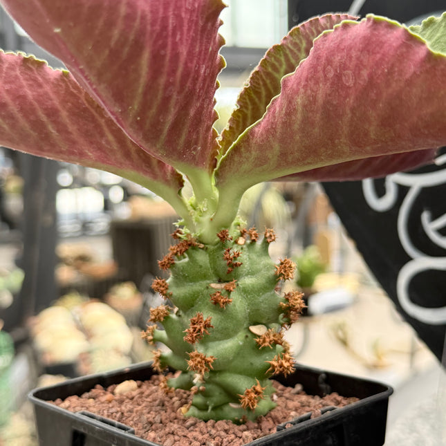 Euphorbia magnificum